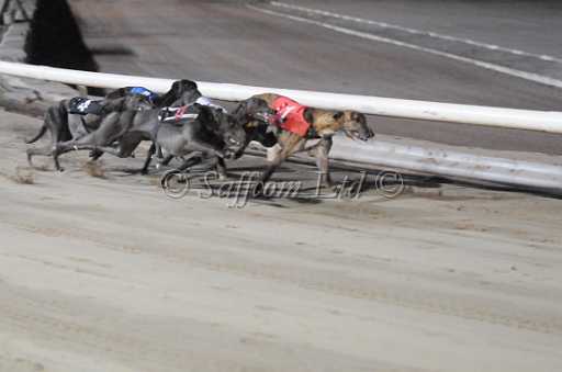 dogs29aug_0135.jpg