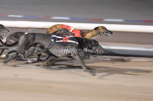 dogs29aug_0137.jpg