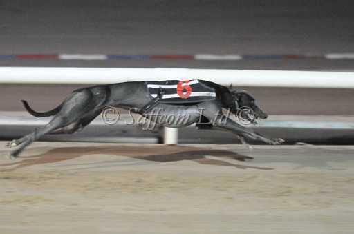 dogs29aug_0143.jpg