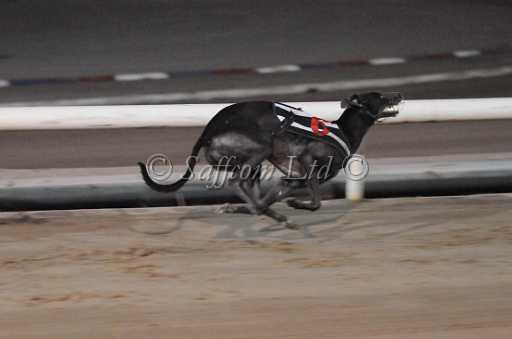 dogs29aug_0144.jpg