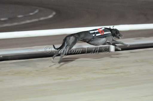 dogs29aug_0145.jpg