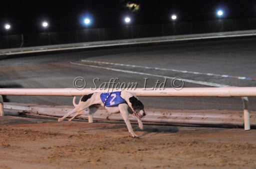 dogs29aug_0159.jpg