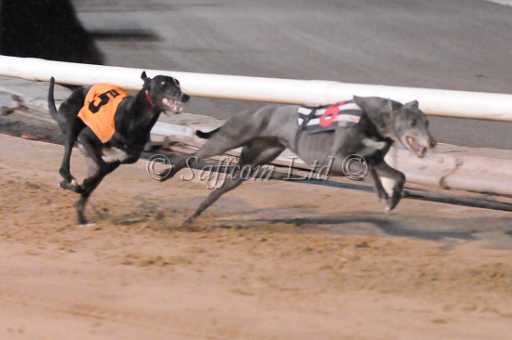 dogs29aug_0176.jpg