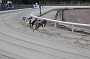 dogs29aug_0009