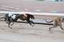 dogs29aug_0013