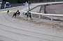 dogs29aug_0020