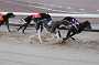 dogs29aug_0023