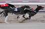 dogs29aug_0025