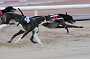dogs29aug_0026