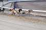 dogs29aug_0030