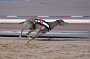 dogs29aug_0041