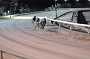 dogs29aug_0051