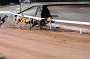 dogs29aug_0072