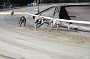 dogs29aug_0080