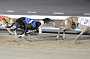 dogs29aug_0084