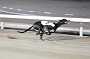 dogs29aug_0091