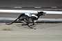 dogs29aug_0092