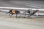 dogs29aug_0113