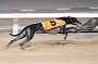 dogs29aug_0115