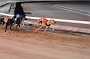 dogs29aug_0128