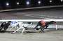 dogs29aug_0151