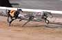 dogs29aug_0176