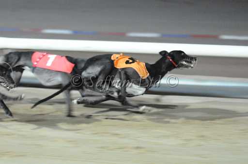 dogs30aug_0004.jpg