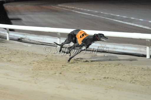 dogs30aug_0009.jpg