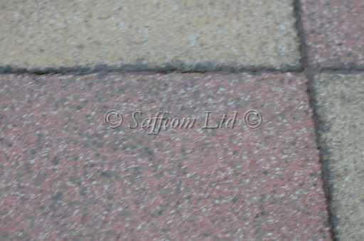 dogs30aug_0047.jpg