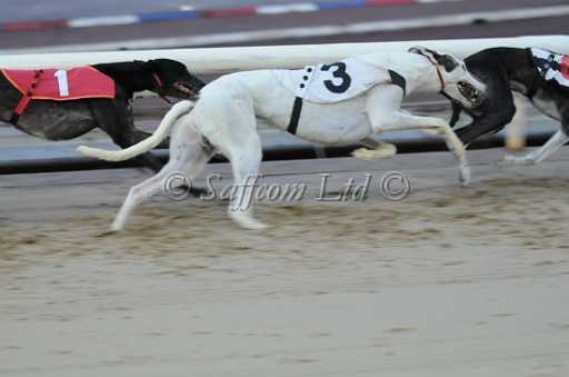 dogs30aug_0058.jpg