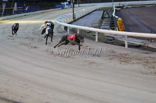 dogs30aug_0066.jpg