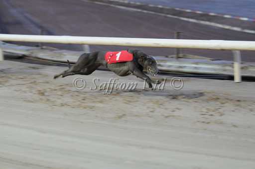 dogs30aug_0068.jpg