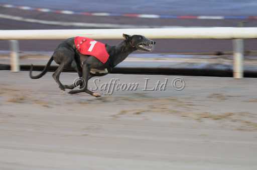 dogs30aug_0069.jpg