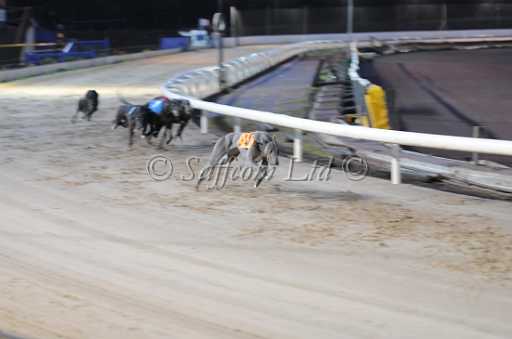 dogs30aug_0080.jpg