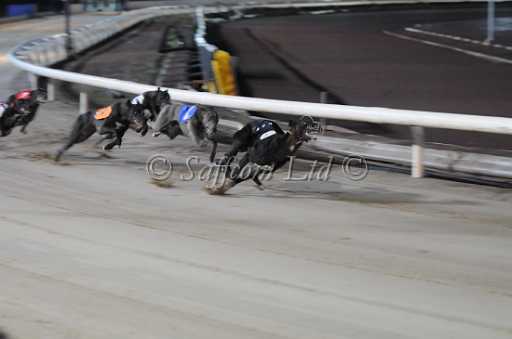 dogs30aug_0088.jpg