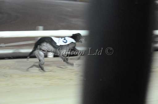 dogs30aug_0104.jpg
