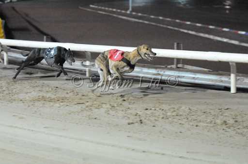 dogs30aug_0106.jpg