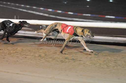 dogs30aug_0107.jpg