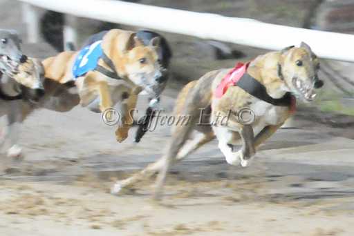 dogs30aug_0112.jpg