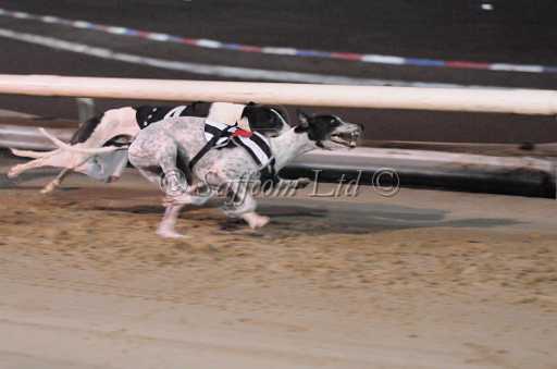 dogs30aug_0116.jpg