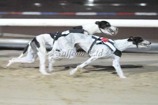 dogs30aug_0117.jpg