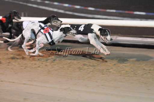 dogs30aug_0124.jpg