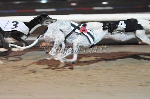dogs30aug_0126.jpg