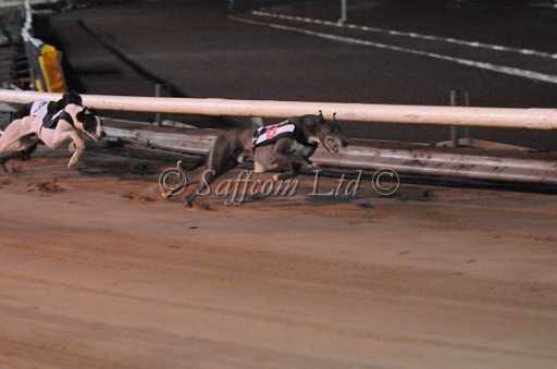 dogs30aug_0130.jpg