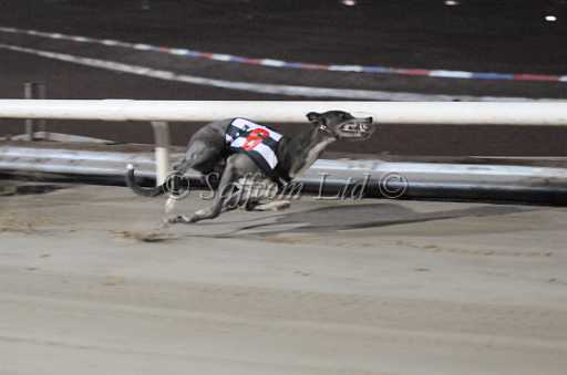 dogs30aug_0131.jpg