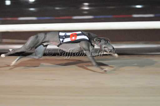 dogs30aug_0132.jpg