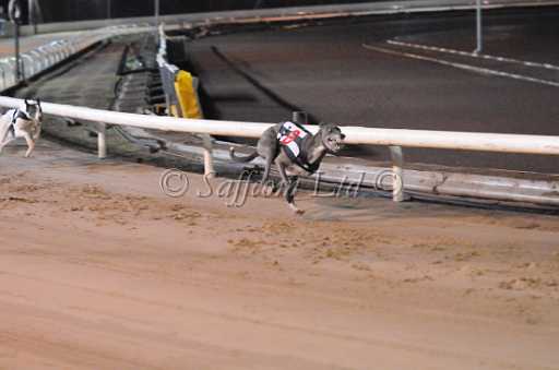 dogs30aug_0135.jpg