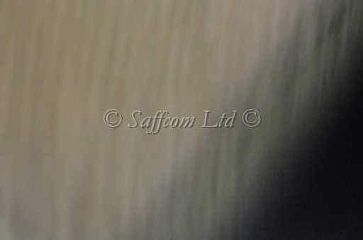 dogs30aug_0140.jpg