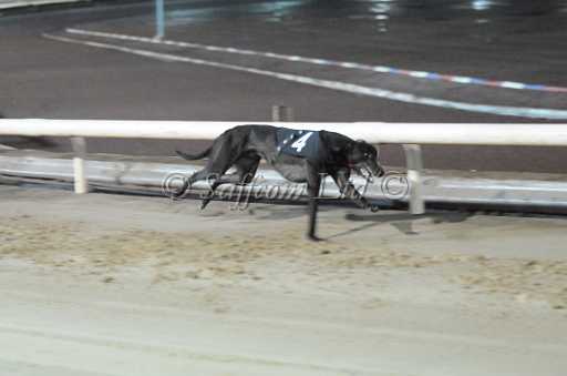 dogs30aug_0147.jpg