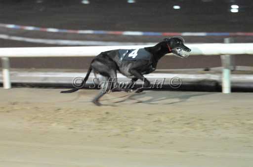 dogs30aug_0148.jpg